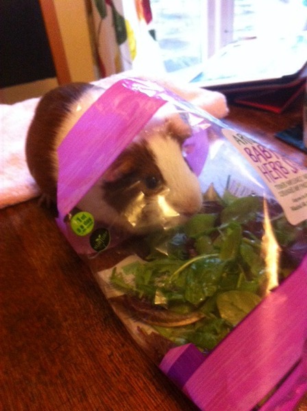 Help me convince DH we need some piggies