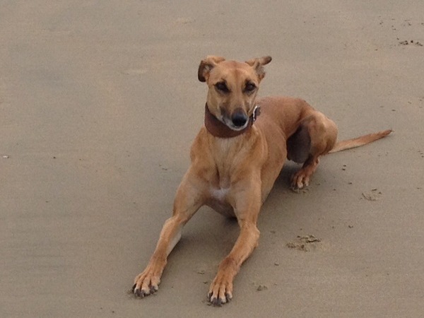 The Brave Babes Battle Bus - Battling The Wicked Wine Witch, One Day At A Time!