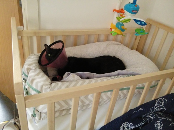 March 2016 babies! The (hopefully) graduation thread!