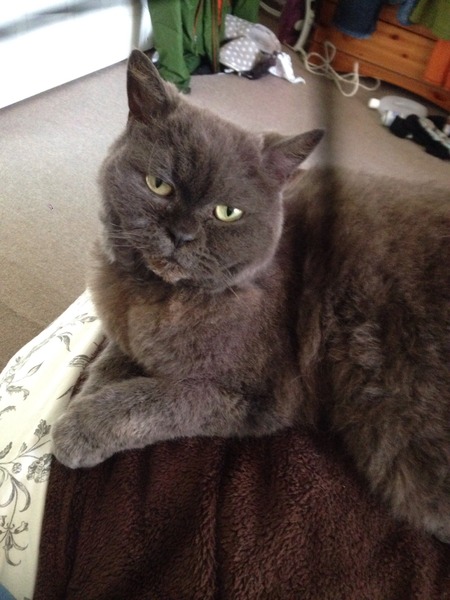 talk me down from spunking 500 quid on a fancy cat