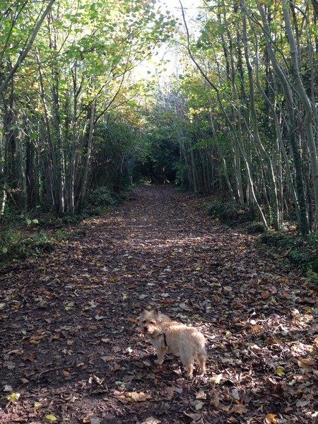 Anyone here with a blind dog?