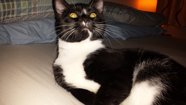 She's a boy isn't she...... (pic of kitten's bits)