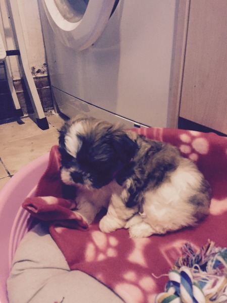 Shit, I have somehow acquired a puppy...