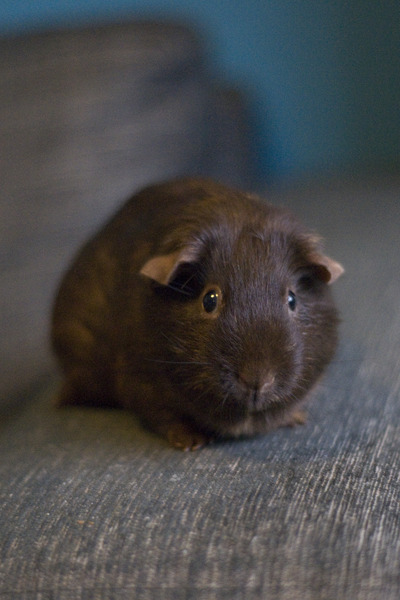 How far is fair for a very poorly Guinea?