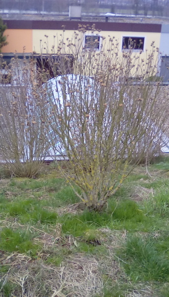 Plant identification