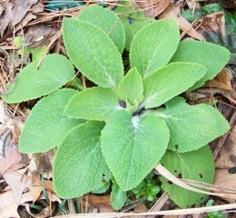 tetrapak foxgloves: will they flower this year?