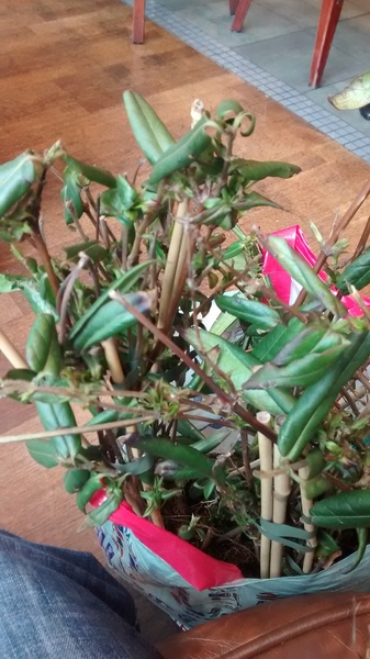 Climbing plant identification help please