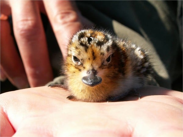 to want a snow leopard?