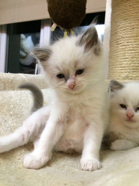 We're getting another ragdoll - I'm so excited!