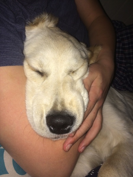 anyone else got a massive puppy that is just a dick head?
