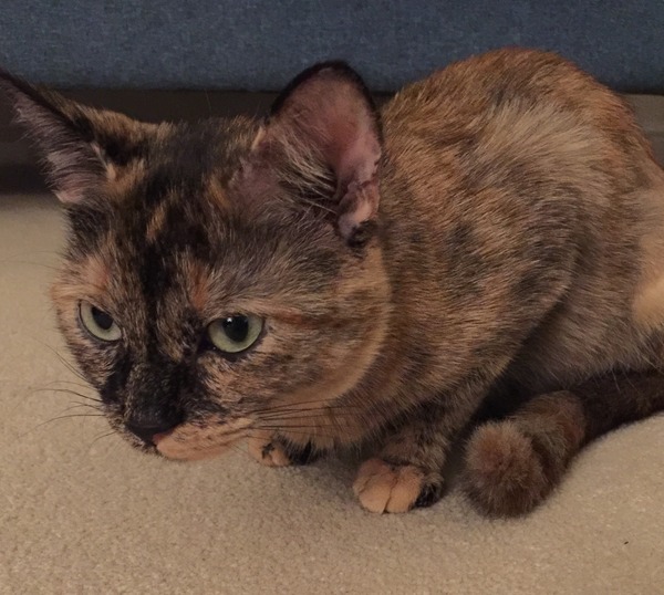 Rescue Cat Hopefully Coming Home Tomorrow