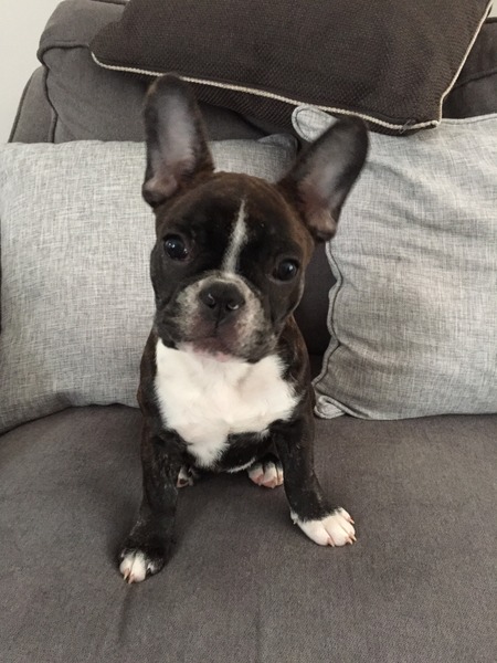 Shit, I have somehow acquired a puppy...