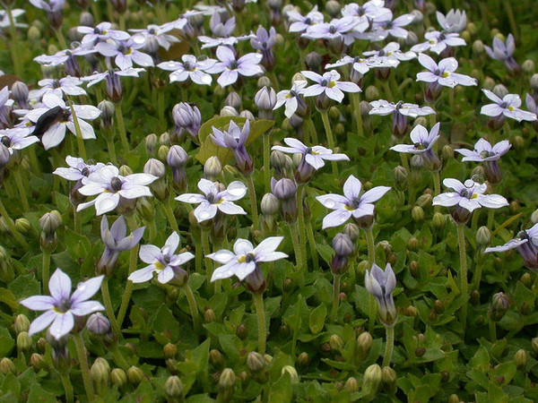 Shady characters - a permanent home for shade garden suggestions!