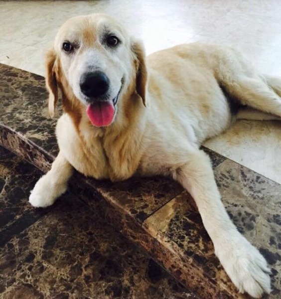 Adopting an older dog (retriever)