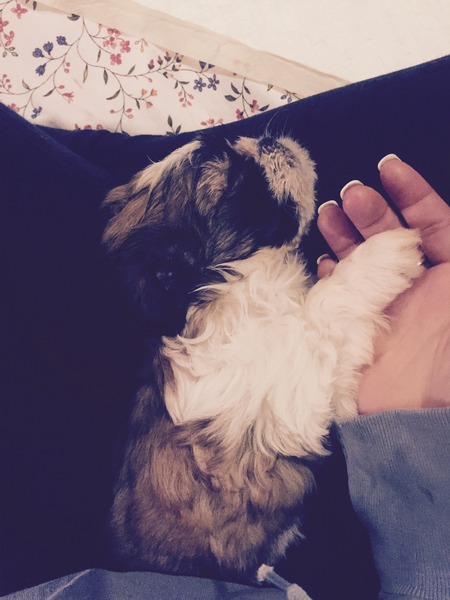 Shit, I have somehow acquired a puppy...