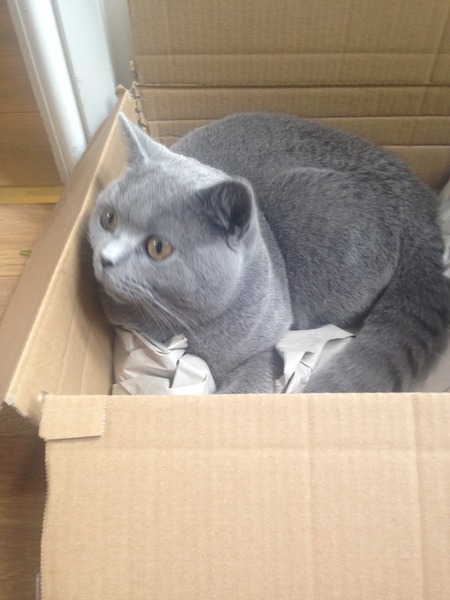 talk me down from spunking 500 quid on a fancy cat