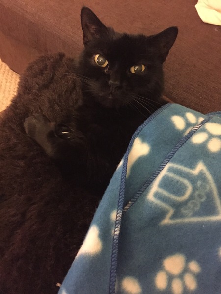 Can anyone find me a rescue cat please? Greater Manc/Lancs