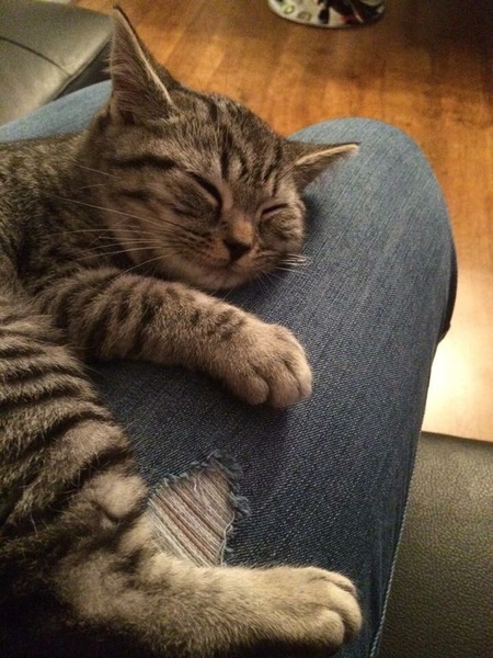 talk me down from spunking 500 quid on a fancy cat