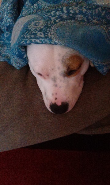 rehoming a rescue dog