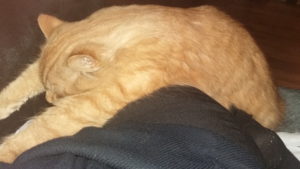 She's a boy isn't she...... (pic of kitten's bits)