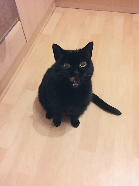 Boycat LOVES sardines