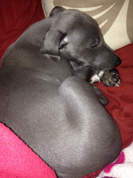 Anyone feel like a puppy support thread?