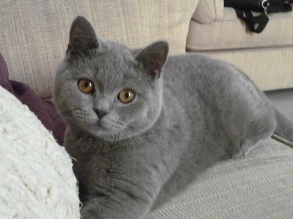 talk me down from spunking 500 quid on a fancy cat