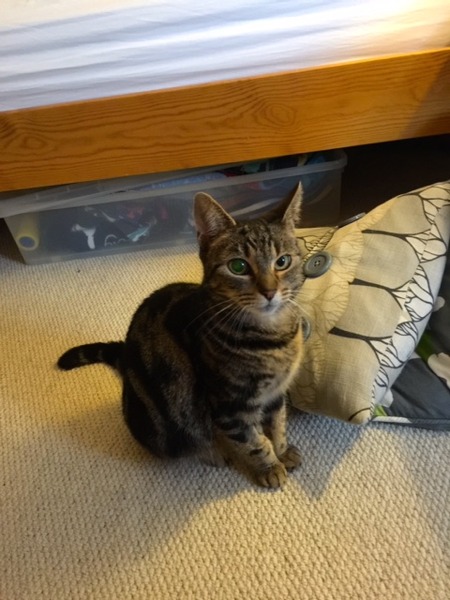 Talk to me about why you got a cat