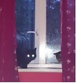 Update on cat trying to move in