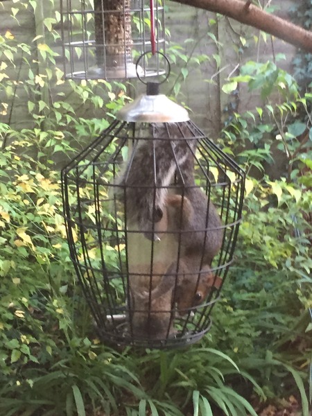 ....or is DH? bird food and rats