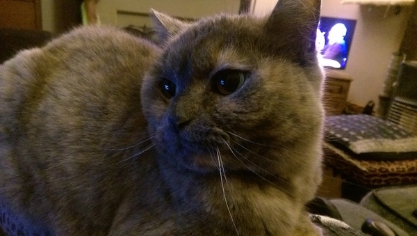 talk me down from spunking 500 quid on a fancy cat