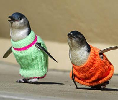 Click here if you're interested in either PIGEONS IN VESTS or air pollution!