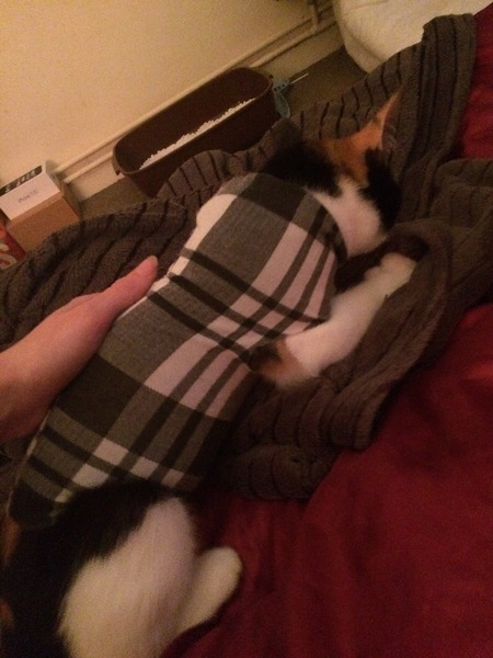 My kitten won't keep her come on after being spayed