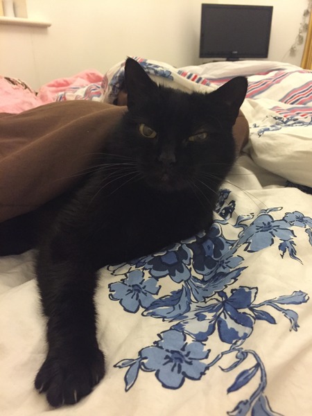 Why does my cat meow like mad at me when...