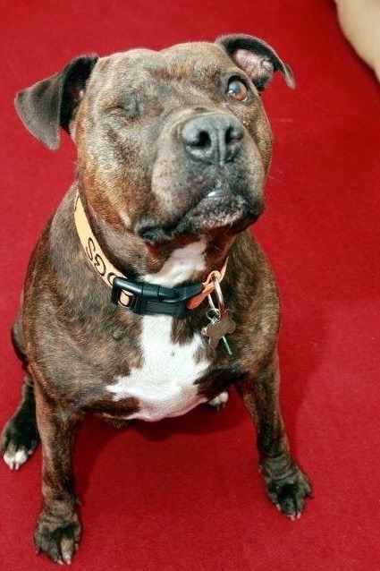 rehoming a rescue dog