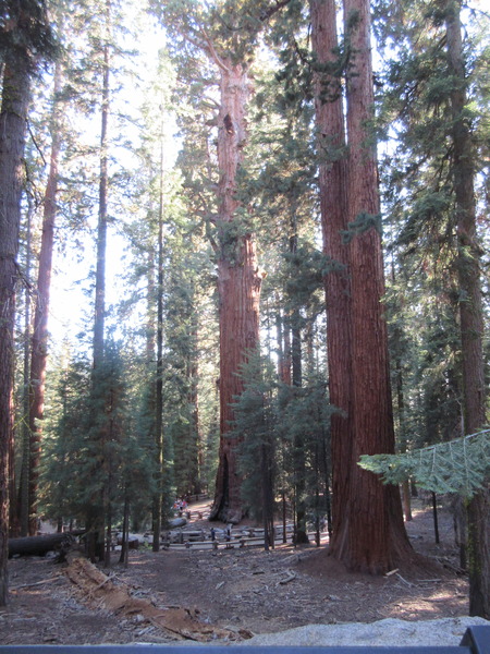 Yosemite in the summer