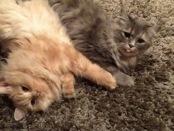 July 2016 (7) We're halfway to meeting our little bubs