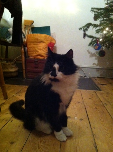 Tell us your stories about choosing a pet for a chance to win a £100 voucher for a pet shop of your choice