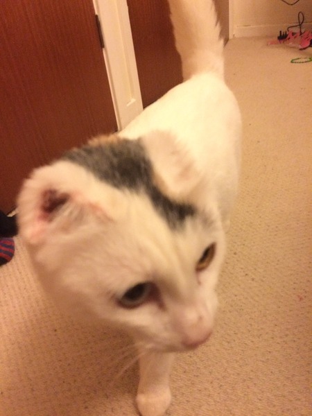 Reason #352 why cats are awesome
