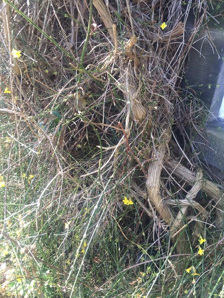Climbers - what do I do when don't know what they are?