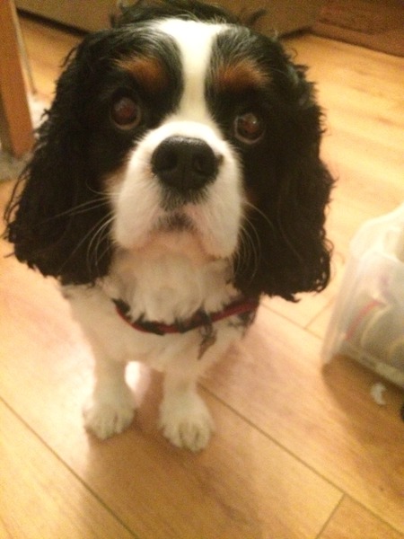childminding /petsitting Dorking