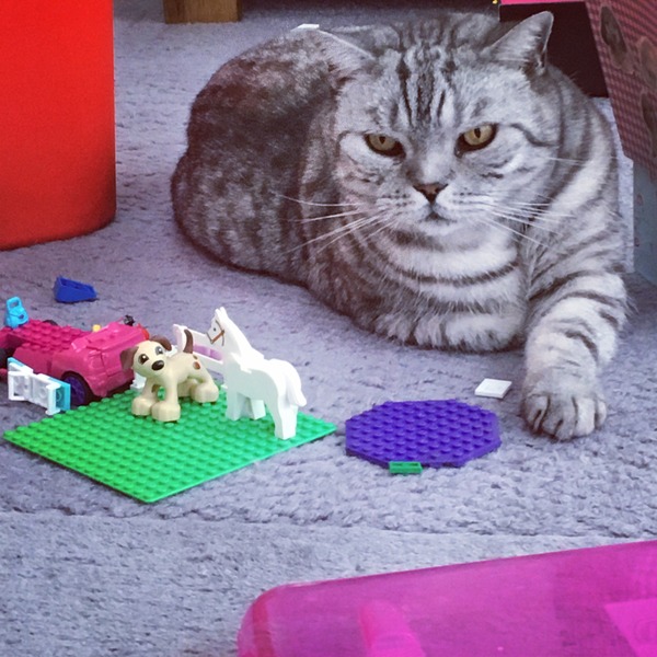 talk me down from spunking 500 quid on a fancy cat