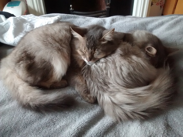 talk me down from spunking 500 quid on a fancy cat