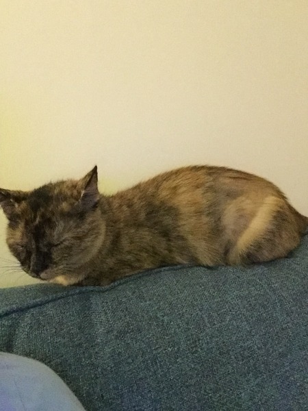 Rescue Cat Hopefully Coming Home Tomorrow