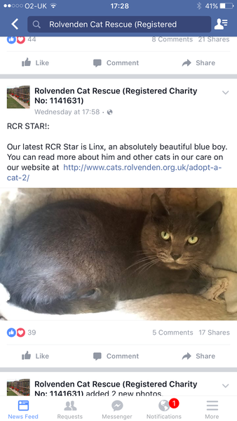 talk me down from spunking 500 quid on a fancy cat