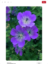 Newbie gardener