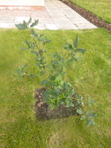 Are you able to identify these plants?