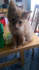 She's a boy isn't she...... (pic of kitten's bits)