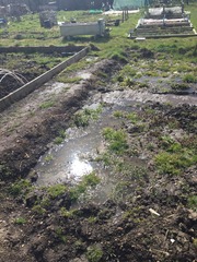 Allotment/Veg Patch Thread 5 - The Diggers Rest !