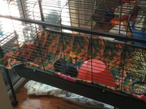 Eek! I've pimped the GP cage and Harry's not happy! Plus now I see how small it is (photo)..what to do?